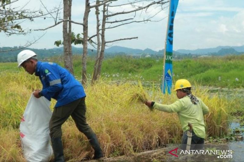 Petani binaan Poso Energy panen padi hasil teknologi apung