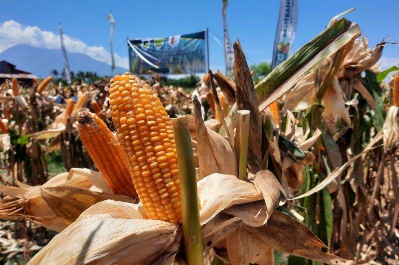 Jagung akan jadi komoditas unggulan di Morowali Utara