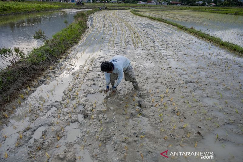 Pertama Kalinya Petani di Pengawu Tanam Padi Empat Kali Setahun 