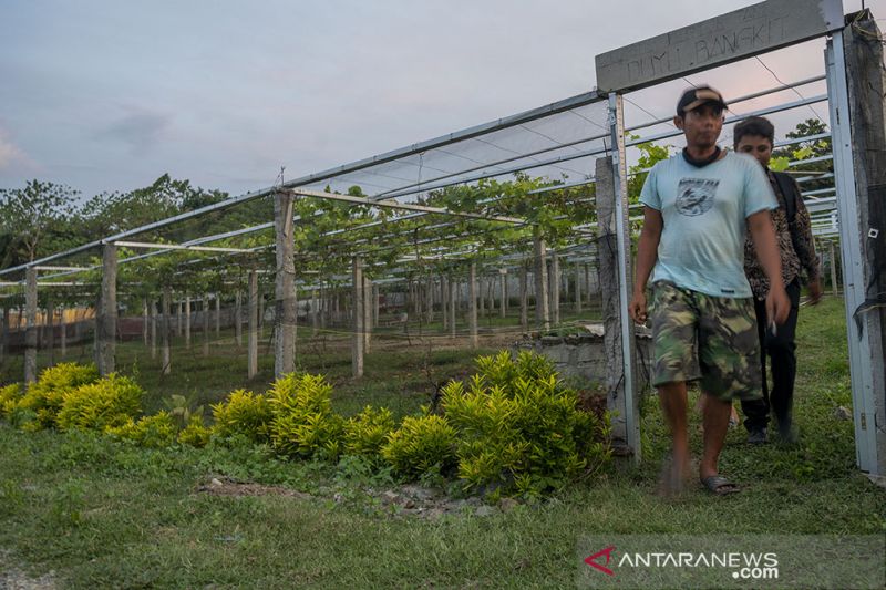 Pemuda Millenial Bentuk Kelompok Tani Duyu Bangkit 