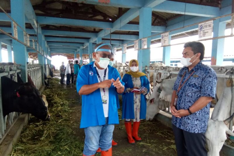 Buol gagas kerjasama BET Cipelang Bogor tingkatkan kualitas sapi