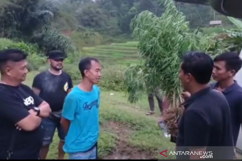 Polisi ungkap tanaman ganja ditanam di lahan cabai di Tasikmalaya