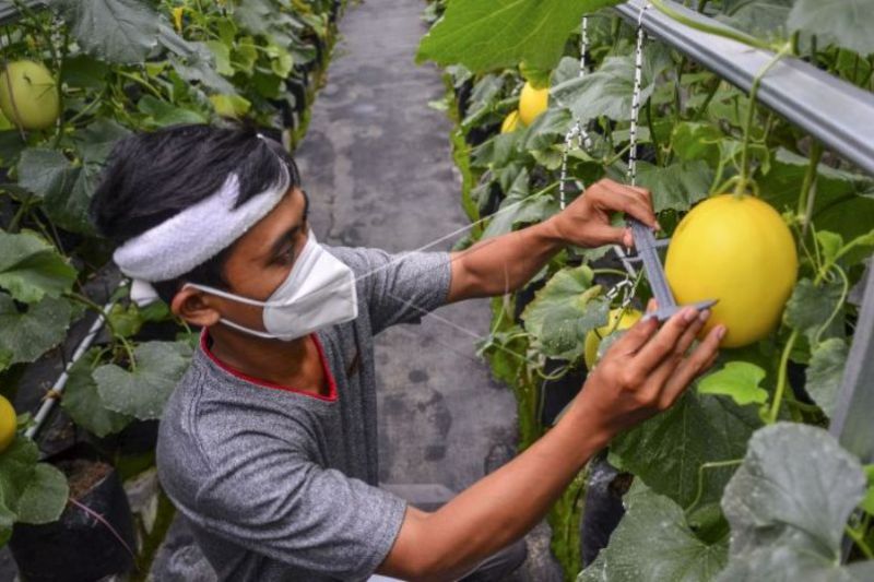 Petani Milienial Budidayakan Melon