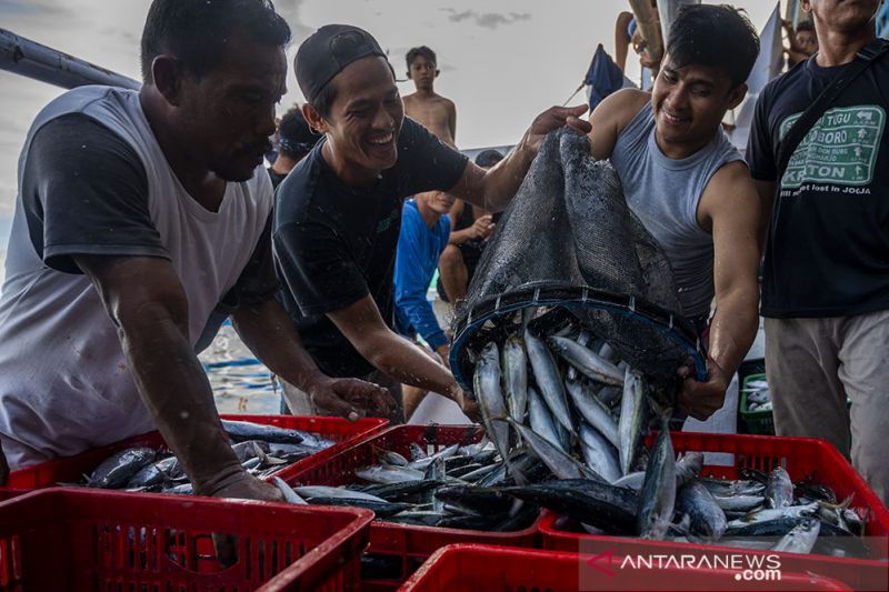 Hasil Tangkapan nelayan Donggala Melimpah