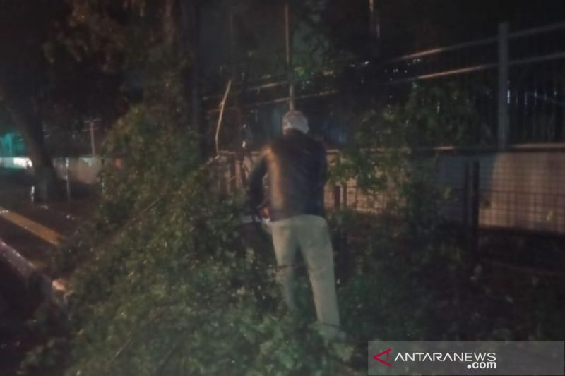 DPKP3 Kota Bandung catat empat pohon tumbang akibat hujan angin