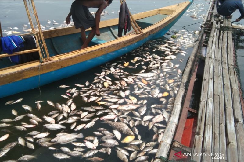 200 ton ikan mati di Waduk Jangari Cianjur dalam beberapa hari
