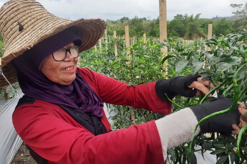 Pasokan bahan pokok di Batam tercukupi hingga akhir tahun