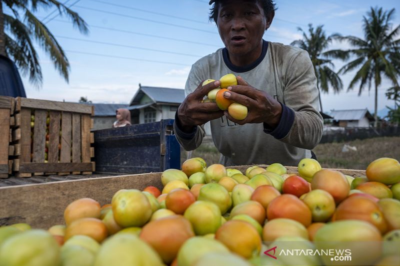 Harga Tomat di Tignkat Petani Anjlok Lagi