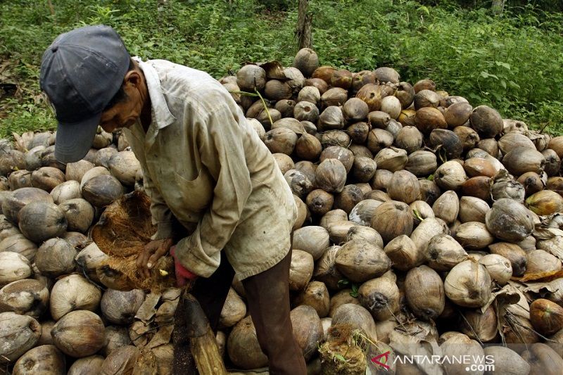 Konawe Selatan berpeluang pertahankan pengembangan kelapa