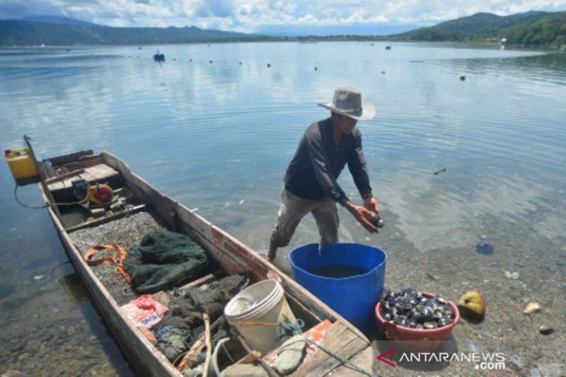 Hasil Tangkapan Kerang Lokan Melimpah