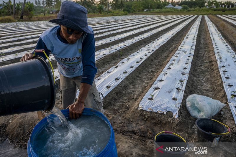 Petani Mengaku Kesulitan Dapatkan Pupuk Urea Subsidi