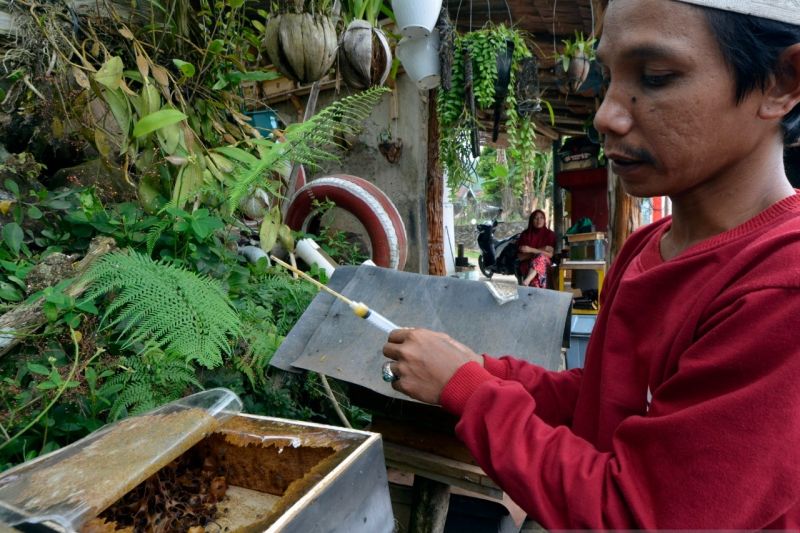 Budi daya madu teuweul di Lampung