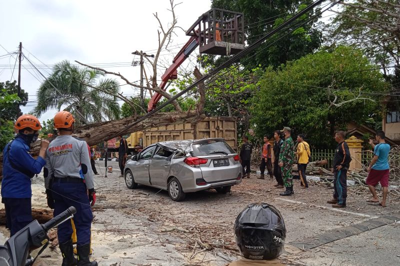 Minibus di Pekanbaru ringsek tertimpa pohon