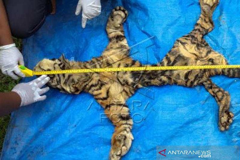 Kasus Perdagangan Kulit Harimau