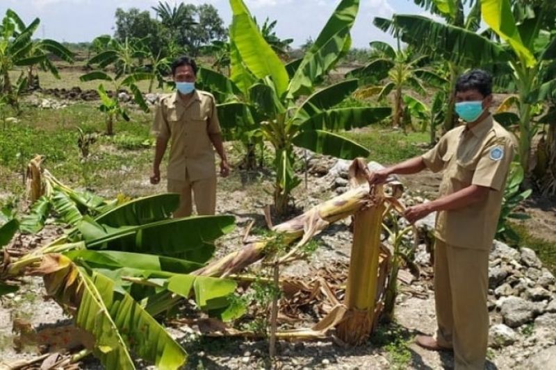 Tiru adegan video viral, 9 anak rusak puluhan pohon pisang