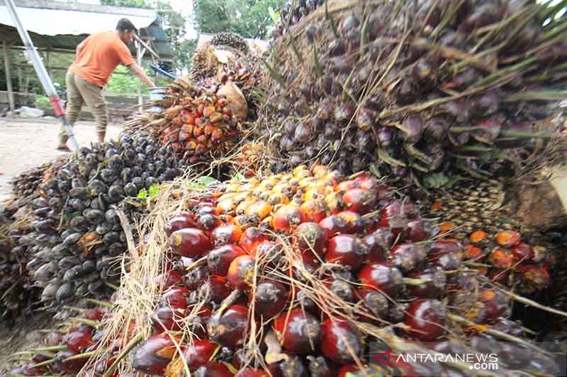 Kenaikan Harga TBS Kelapa Sawit - ANTARA News Aceh