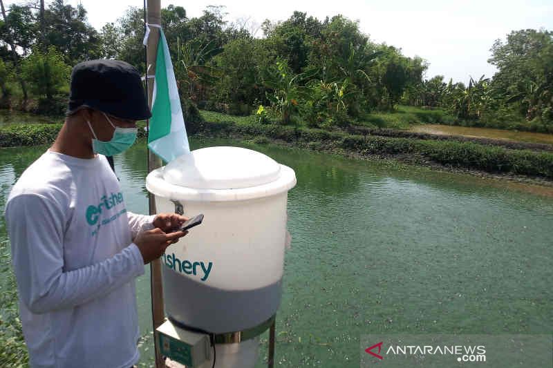 Tingkatkan hasil, pembudidaya lele Cirebon manfaatkan teknologi