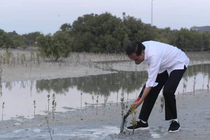 Presiden Jokowi tanam mangrove di Pulau Al Jubail Abu Dhabi