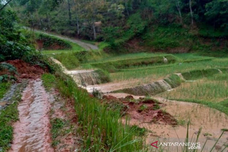 Puluhan hektare sawah di dua kecamatan Cianjur terendam banjir