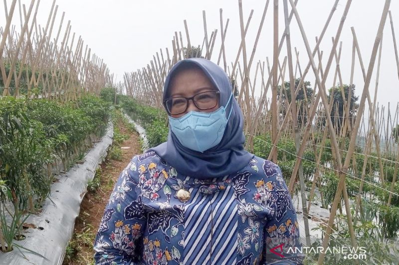 Pemkab Bogor pulihkan ekonomi dampak pandemi melalui pertanian