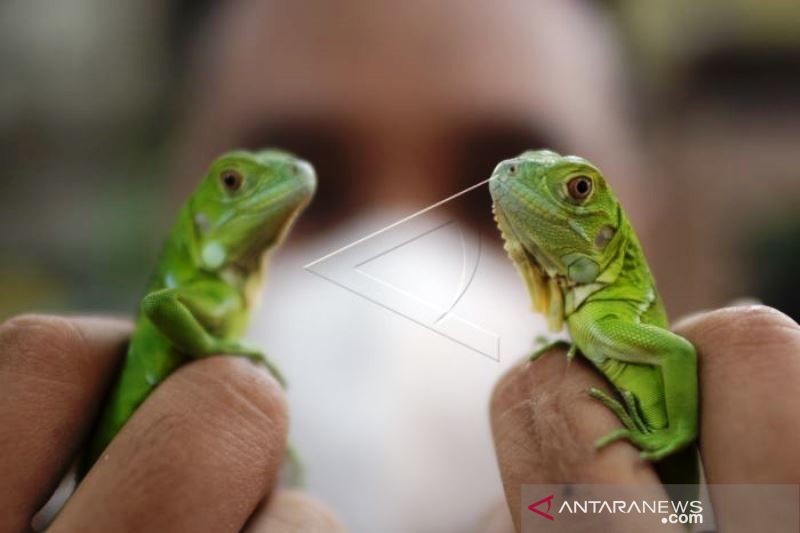 Budi Daya Iguana Di Palembang