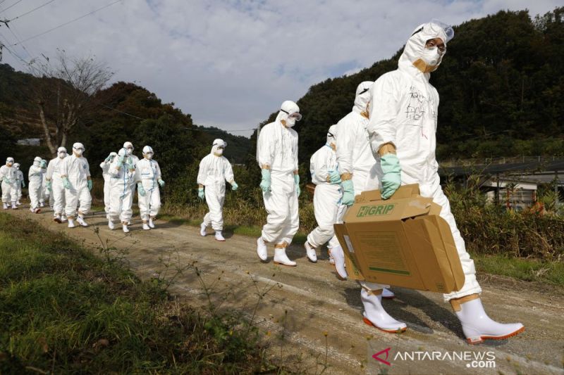 Wabah flu burung, Jepang musnahkan 143.000 ekor ayam