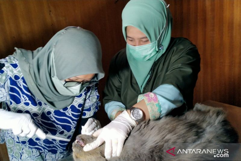 Ini Besaran Tarif Pelayanan Dokter Hewan Di Puskeswan Pandeglang Antara News Banten