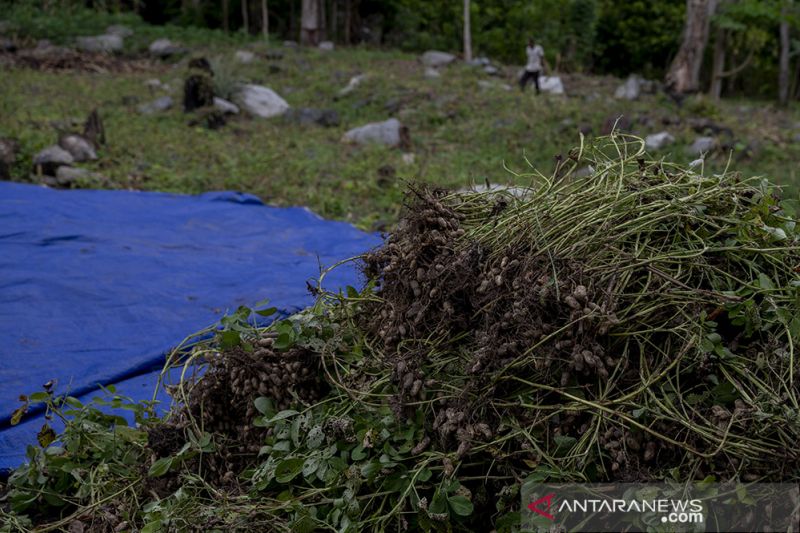 Produktivitas Kacanag Tanah masih Rendah