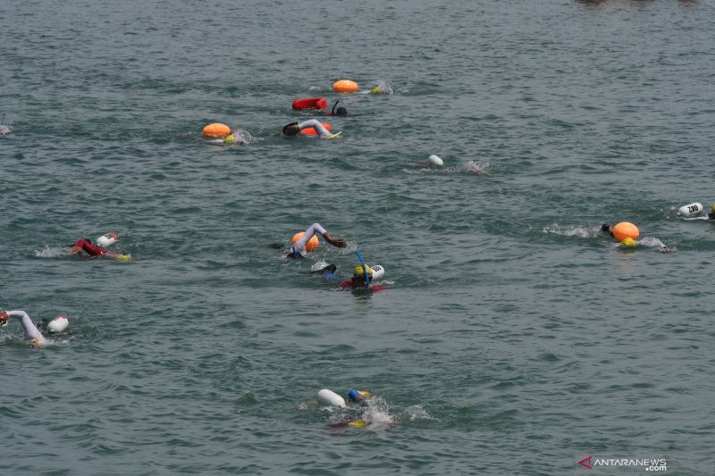 LOMBA RENANG LINTAS TELUK PALU