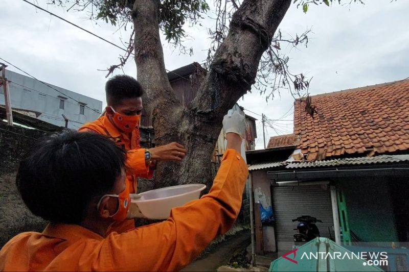 Ratusan ulat bulu serbu di Tanah Sareal Bogor