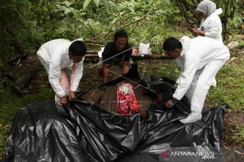 Nekropsi Anak Gajah Sumatera