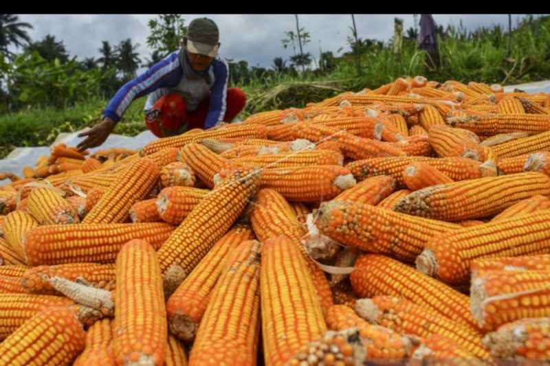 Pogram lumbung pangan Baznas diharapkan bisa tingkatkan produksi jagung Tanah Datar