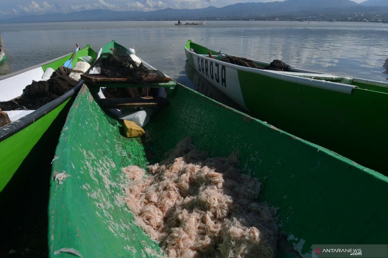 HASIL TANGKAPAN UDANG MENINGKAT