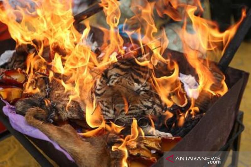 Pemusnahan Barang Bukti Kulit Harimau Sumatera