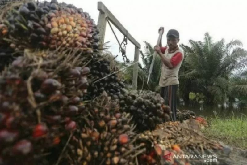 Disdag Nunukan: Harga CPO picu melonjaknya harga minyak goreng
