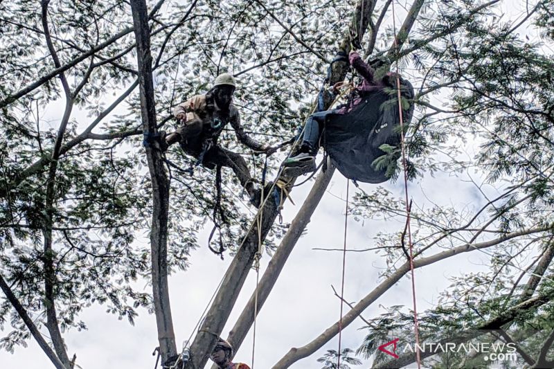 Wanita penerbang paralayang di Puncak tersangkut pohon