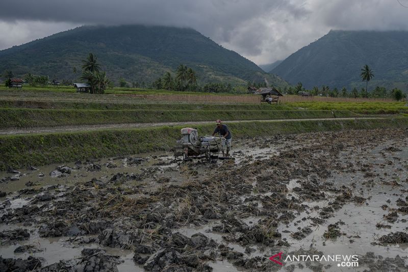 Peringatan Dampak La Nina di Sektor Pertanian