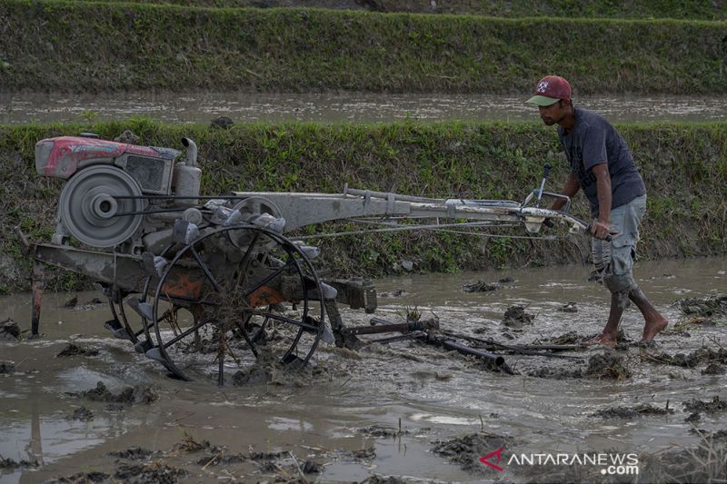 Peringatan Dampak La Nina di Sektor Pertanian