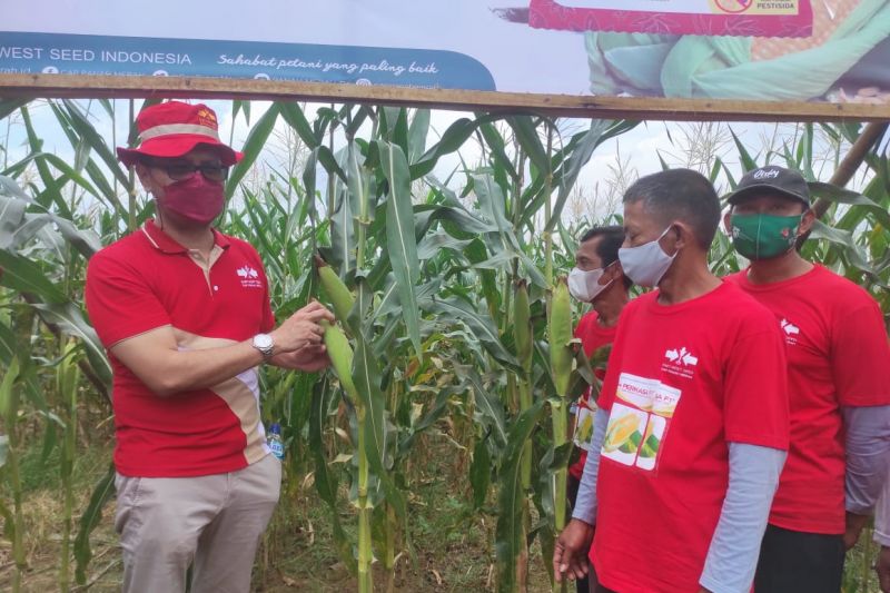 Ewindo luncurkan varietas Perkasa F1 bantu produktivitas jagung manis petani