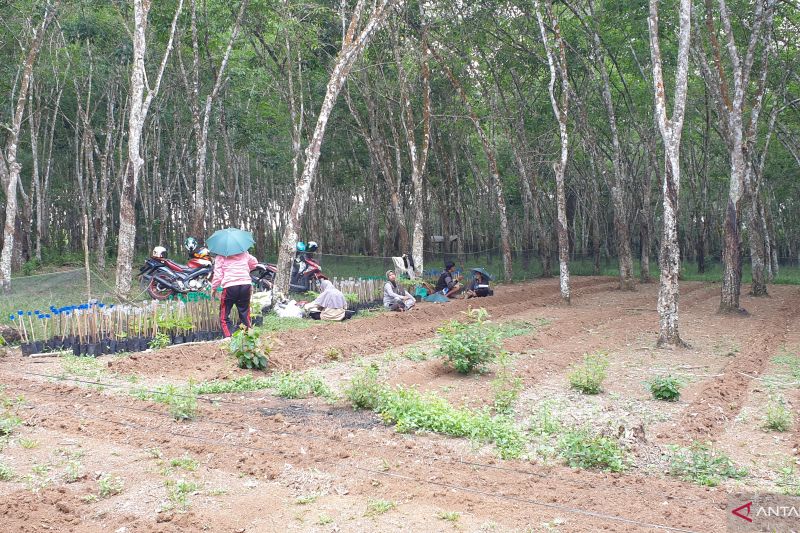 Polda Sumsel proses 33 kasus konflik agraria