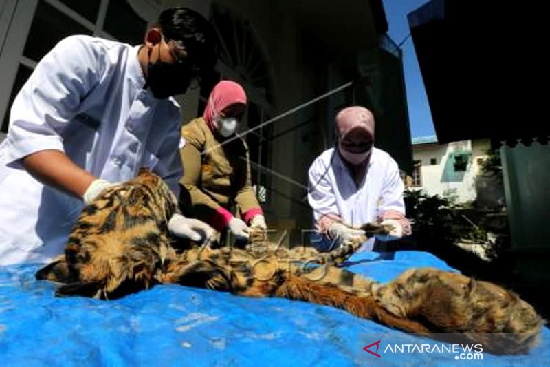 Forensik Terbatas Kulit Harimau Sumatera