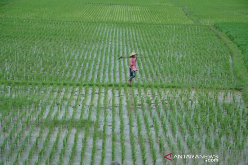 Kemendag jamin ketersediaan kebutuhan beras nasional tanpa impor