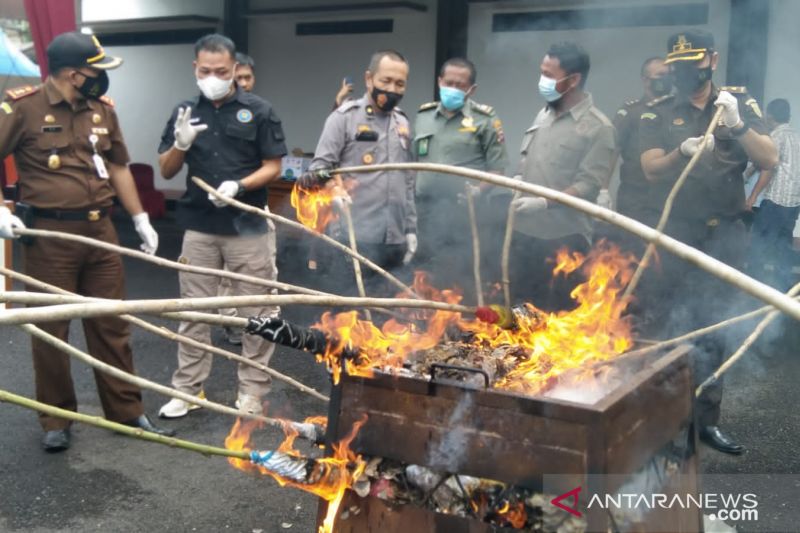 Kejari Agam musnahkan barang bukti kejahatan satwa dilindungi