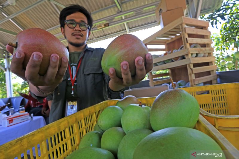 Mendag Zulkifli Hasan optimistis mangga lokal jadi primadona masyarakat dunia