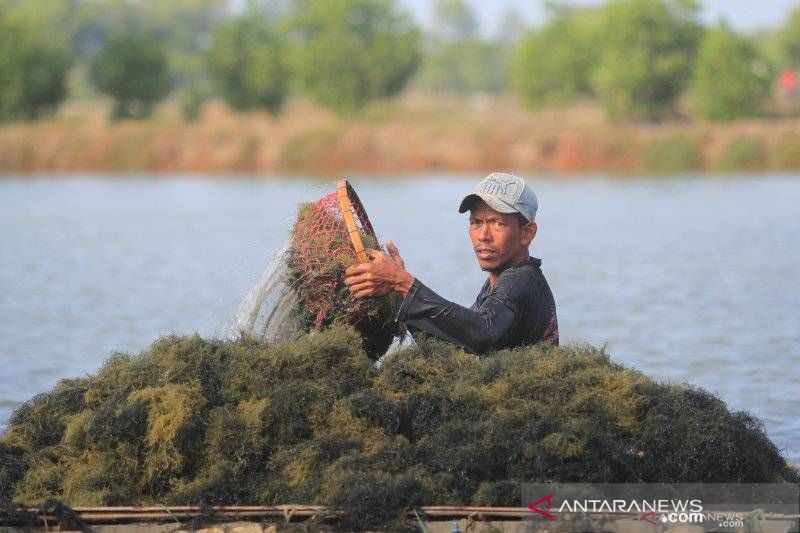 Budidaya rumput laut makin berkembang di Karawang