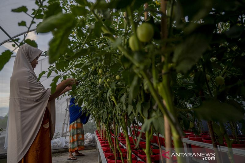 Sistem Pertanian Hidroponik Untuk Ketahanan Pangan