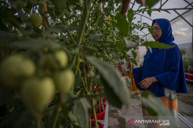 Sistem Pertanian Hidroponik Untuk Ketahanan Pangan