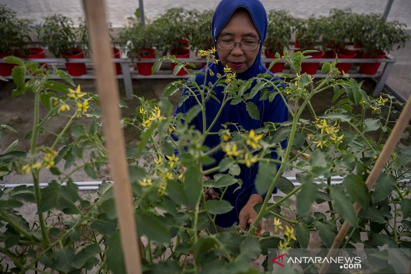 Sistem Pertanian Hidroponik Untuk Ketahanan Pangan