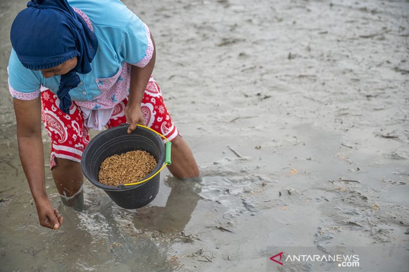 Bertahan dengan Sistem Cocok Tanam Tradisional