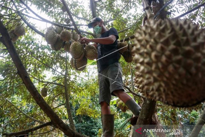 Panen Buah Durian